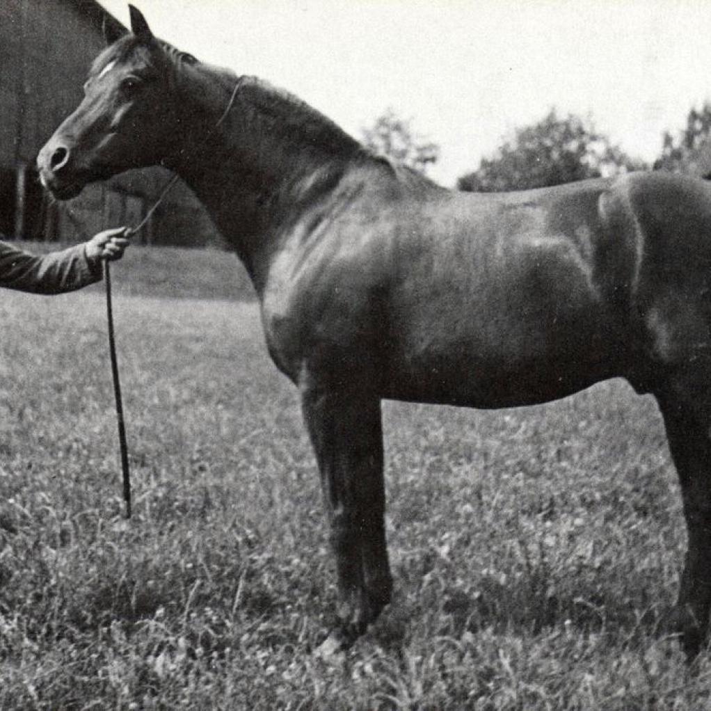 Trakehner