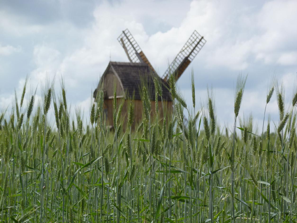 Mühle im Roggenfeld -