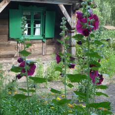 Blick auf ein masurisches Bauernhaus mit Stockrosen im Garten